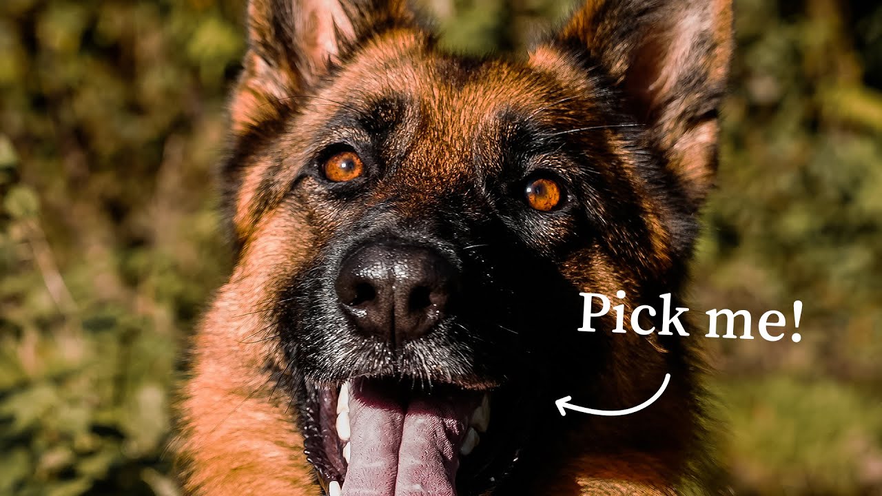 10 Reasons Why You Should Get a German Shepherd - YouTube