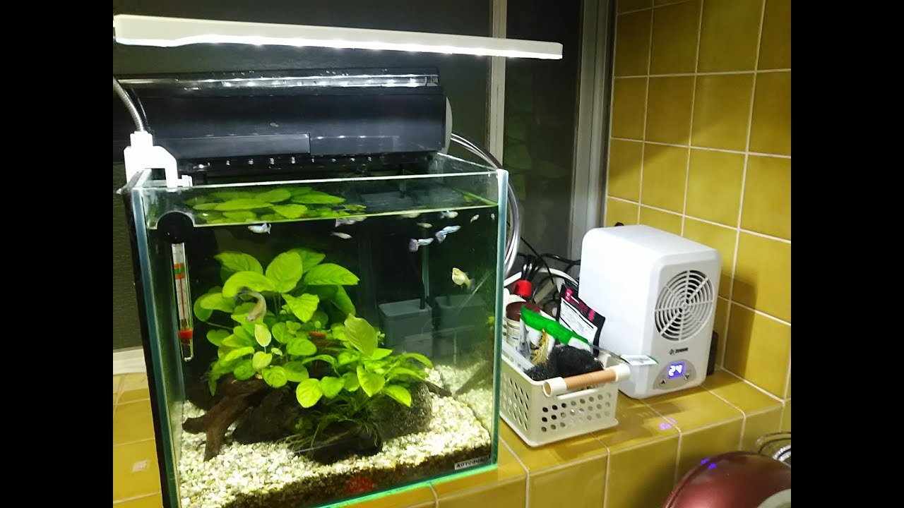 水槽のポンプ音 小さくするためにチャレンジ アクアリウム 熱帯魚 Youtube
