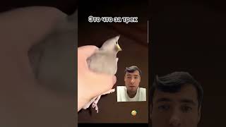 а-а-а-а-а а-а-а-а-а #memes #funny #рекомендации #залити #meme #viral #мемас #прикол #мем #shorts