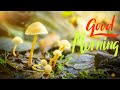 GOOD MORNING MUSIC ○ Boost Positive Energy ♫ Peaceful Piano Healing Meditation Music