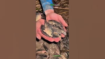 Ổ Cá rô đồng mắc cạn dưới mương lúa bị anh chàng đi soi đêm phát hiện