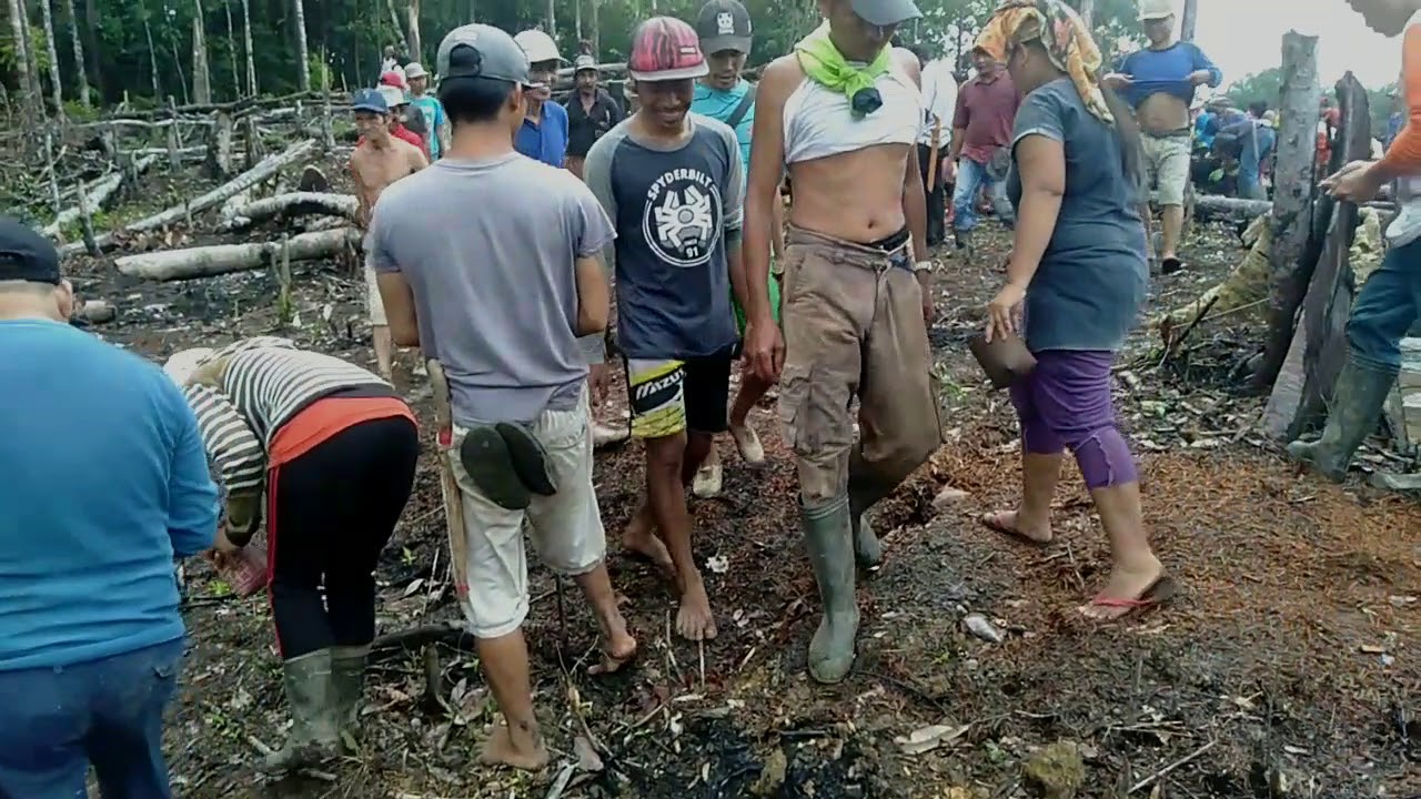 Part 2.Berladang cara tradisional Suku dayak maanyan & lawangan. - YouTube