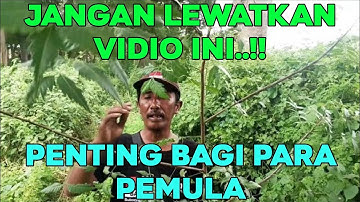 TIGA HAL YANG HARUS DIPERHATIAN DALAM MEMIKAT BURUNG