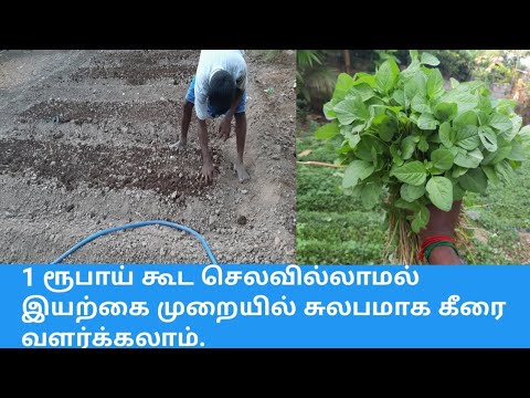 இயற்கை முறையில் கீரை வளர்ப்பது எப்படி/