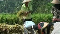 Waktu Potong Padi  - Durasi: 3:35. 