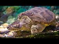 Черепахи (Теstudinеs) / МИР ЧЕРЕПАХ / Детям про черепах