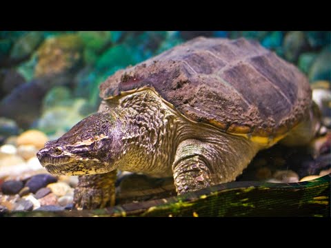 Черепахи (Теstudinеs) / МИР ЧЕРЕПАХ / Детям про черепах