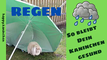 Sind Kaninchen gerne im Regen?