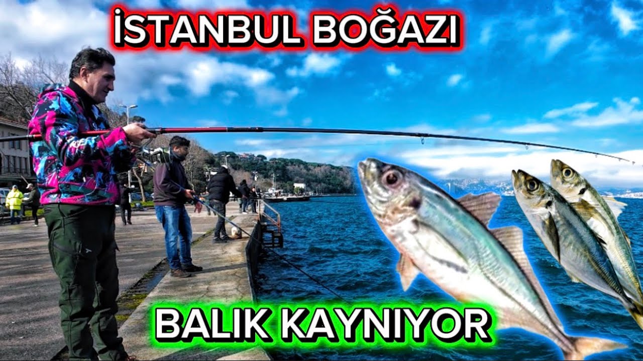 Boğazda İstavrit nasıl avlanır 🐟🎣 #balıkavı #istavritavı #istanbul 
