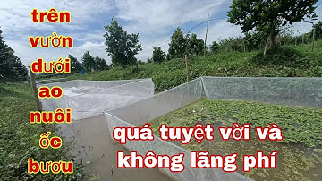 NUÔI ỐC BƯƠU TRONG MÙNG LƯỚI Ở CHỢ MỚI , AN GIANG - TRẠI ỐC VĂN HẢI