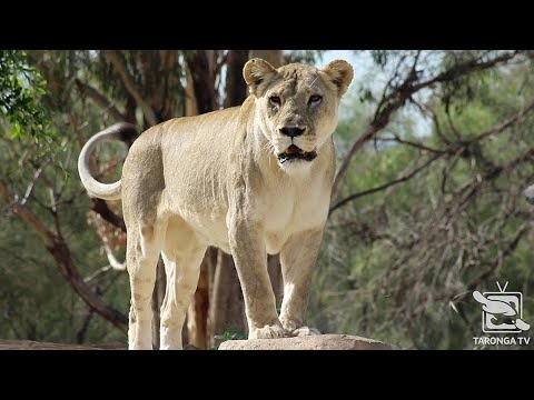 Video: Prenočite V Sidnejskem živalskem Vrtu Taronga V Ekološkem Podstavku