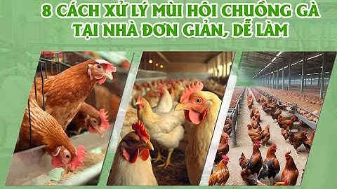 8 Cách xử lý mùi hôi chuồng gà tại nhà đơn giản, dễ làm