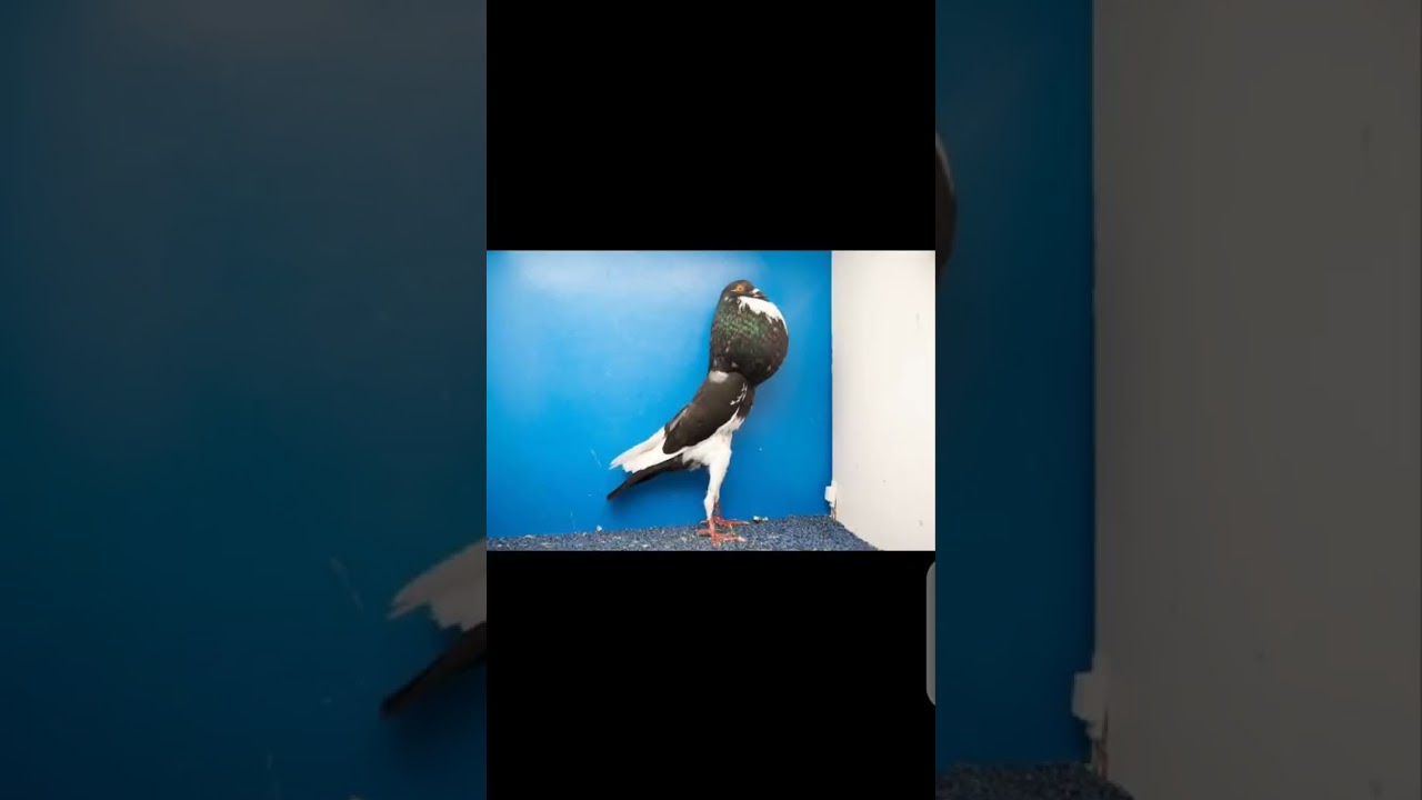 Les plus belles pigeons en 2023