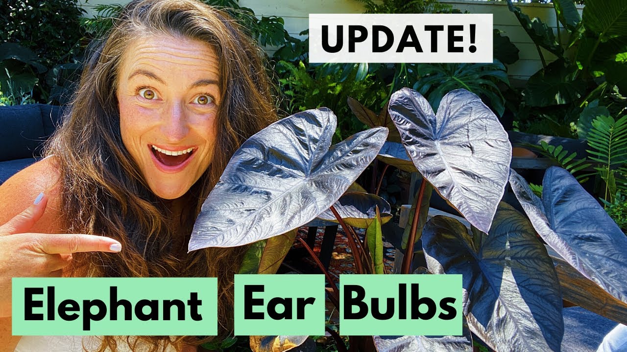 Bulb Planting Elephant Ear - UPDATE! | Plus Tips for Indoor and Outdoor