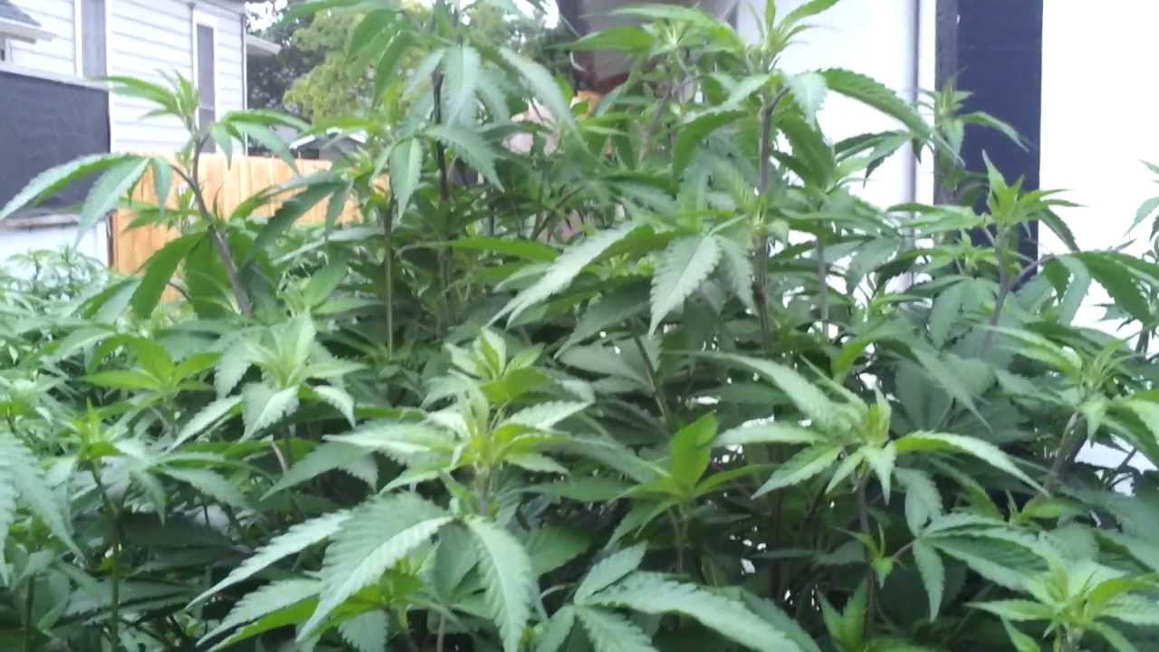 2013 Outdoor crop..The First of The Month !!