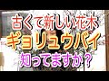 2021/12/18 「ギョリュウバイ」って知ってますか？ 昔から日本ではお正月に梅の代わりとして使われてきたけれど、本当はもっと素敵な使い方があるんです！