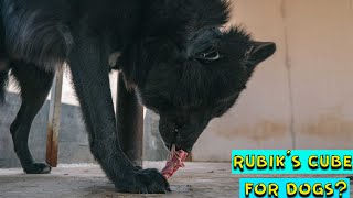 Black Wolf Dog (Blue Bay Shepherd) Eats RAW BEEF RIBS - Natural Way to Tire a Dog!