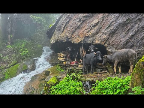 This Is Himalyan Nepali Mountain Village Life Heavy Rainy Day |Naturelly Village Dacumentary Video |