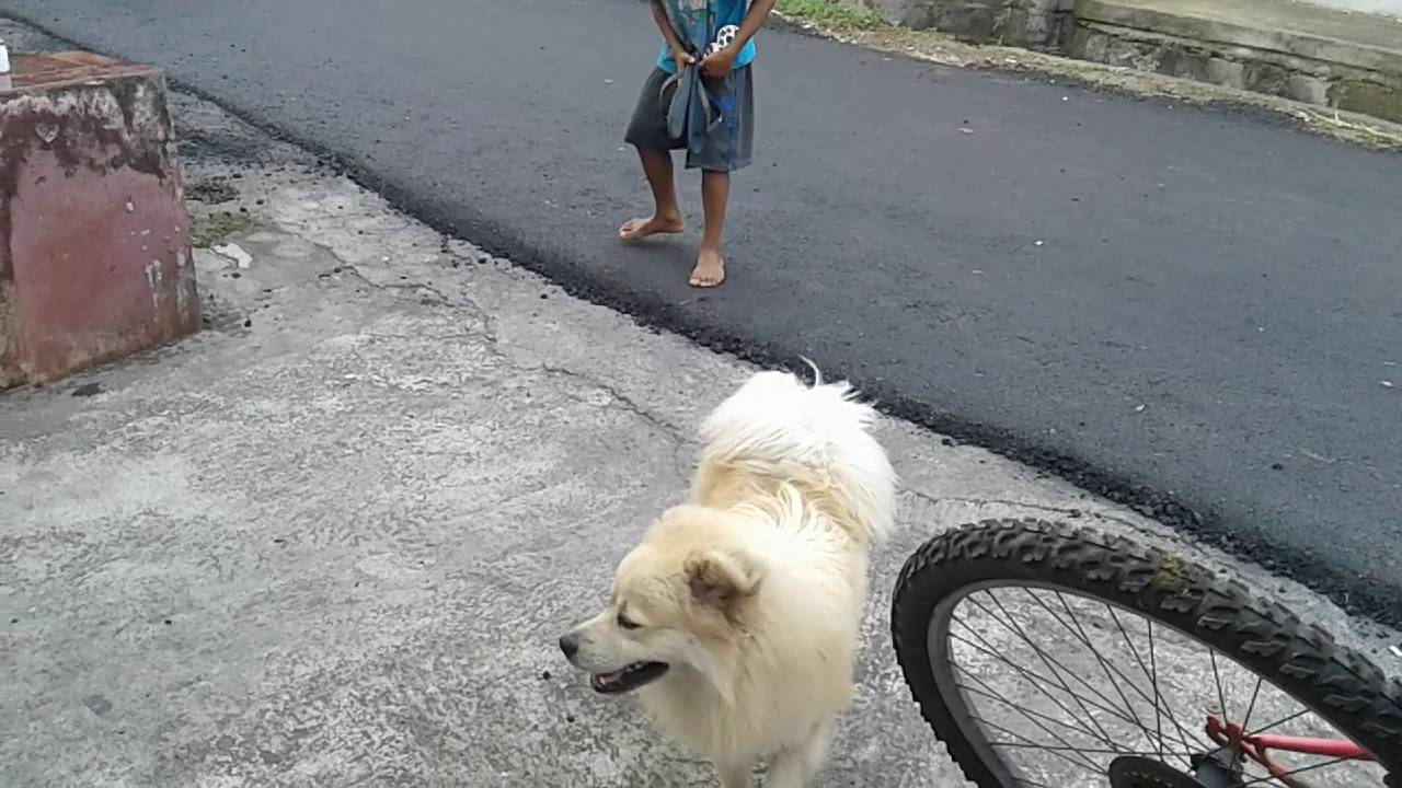 Orang Lucu Saat Dikejar Anjing Youtube