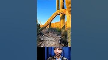 Amazing tree part2 🤭🤯 || Respect 😱💯 #shorts