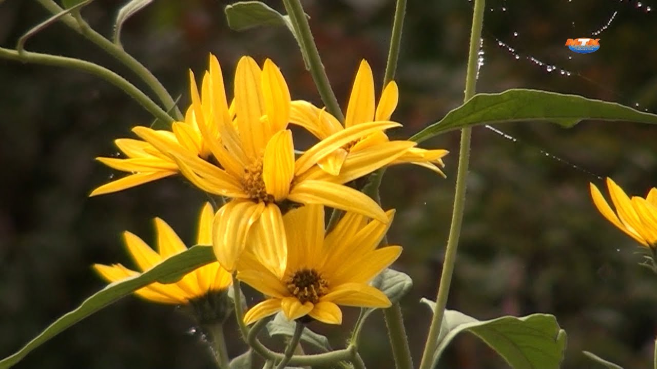 Лечебные травы: правила сбора