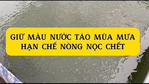 Cách nuôi nòng nọc ếch mùa mưa, nòng nọc chết mùa mưa