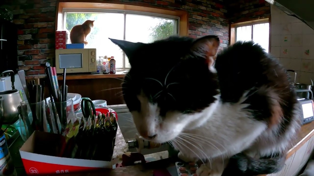 猫の日常　ロングバージョン　2,026年3月2日　手を使って水を飲む猫