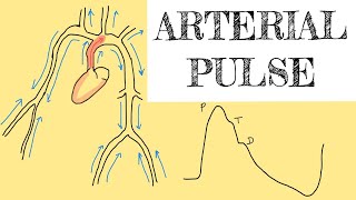 Arterial pulse