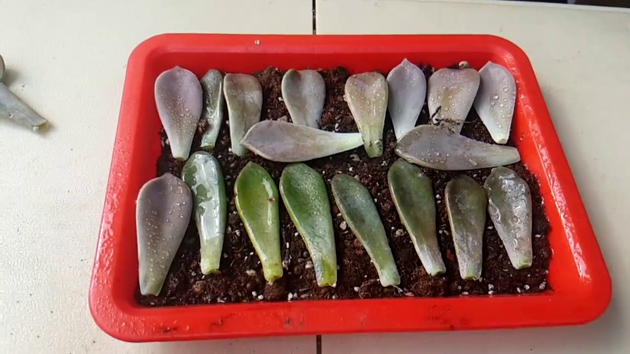 阿美美 多肉植物繁殖石蓮花繁殖枼孵how To Propagate Succulents Youtube