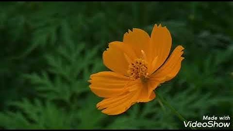 ما تيسر من سورة مريم/القارئ بندر آل يسر