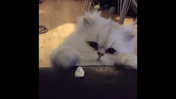 Persian cat Sylvester and whipped cream