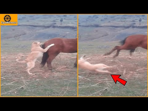 15 Deadly Horse Kicks Made The Dog Dizzy | Wild Animal