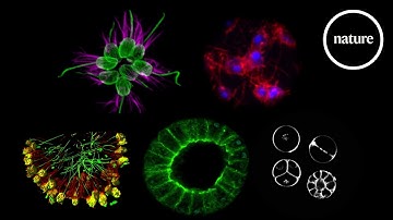 Five single-celled species that dabble in multicellularity