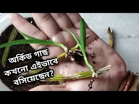 ভিডিও: সিম্বিডিয়াম অর্কিড কীভাবে প্রজনন করে?