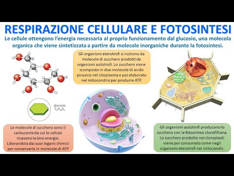 VIE METABOLICHE - Respirazione Cellulare e Fotosintesi