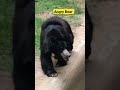 Angry bear ever seen techbuddyidrisi youtubeshorts shorts animals