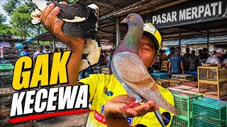 BARU MASUK LANGSUNG NEMU MERPATI CALON JUARA‼️ KIOS RAJA MERPATI CIKARANG