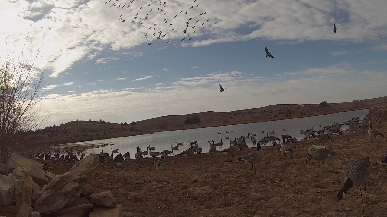 2018 Kansas Goose YouTube