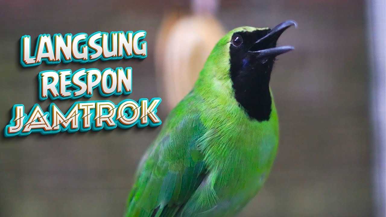 Bakal Mau Tarung dan Emosi Cucak Ijo Mana Saja Dengan Pancingan Cucak Hijau Gacor Satu Ini