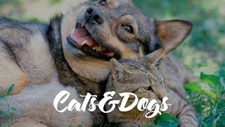 Cats vs. Dogs video compilation by Funny VideoZ 8,628 views 6 years ago 3 minutes, 49 seconds