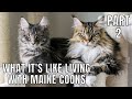 What It's Like Living with Maine Coons (Part 2)