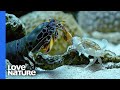 Mantis Shrimp Punches Crab’s Arm Off