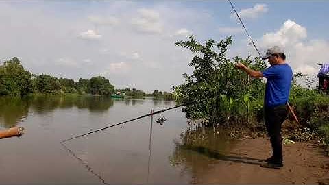câu cá sông săn cá nheo quí hiếm phần 1