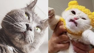 BEST DANK CAT MEMES COMPILATION OF 2020 Part 18 (From TikTok)