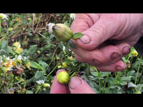 Video: Dahliaer (58 Fotos): Hvordan Ser Blomster Ud? Funktioner Ved Plantning Og Pleje I Det åbne Felt. Hvornår Skal Man Få Knolde Til Spiring?