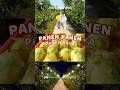 Jangan sampai kelewat.. sangkanika sedang panen raya buah naga sultan #sangkanika #wisata #kuningan