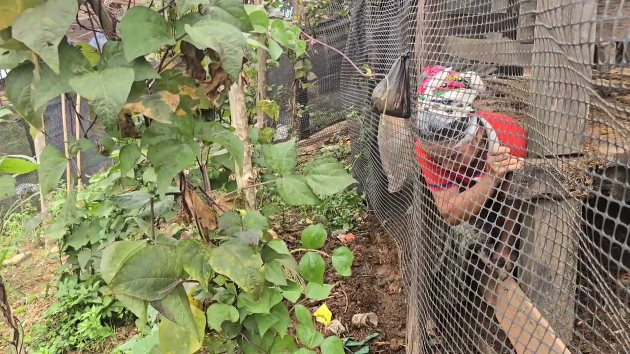 tav su no ces yuav los kho vaj thiab  los cog tshuaj 