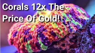 5 Most EXPENSIVE Corals In The World