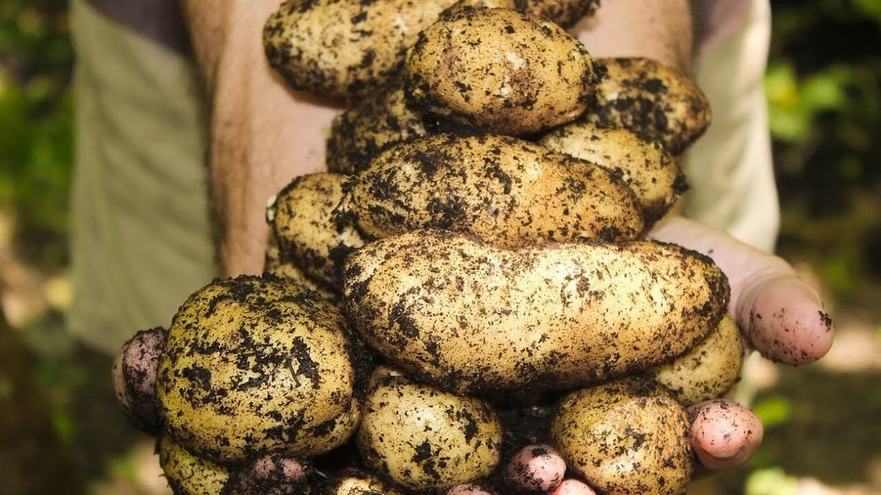 La Feria de Madrid se llena de productos ecológicos