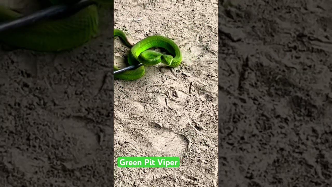 Green Pit Viper